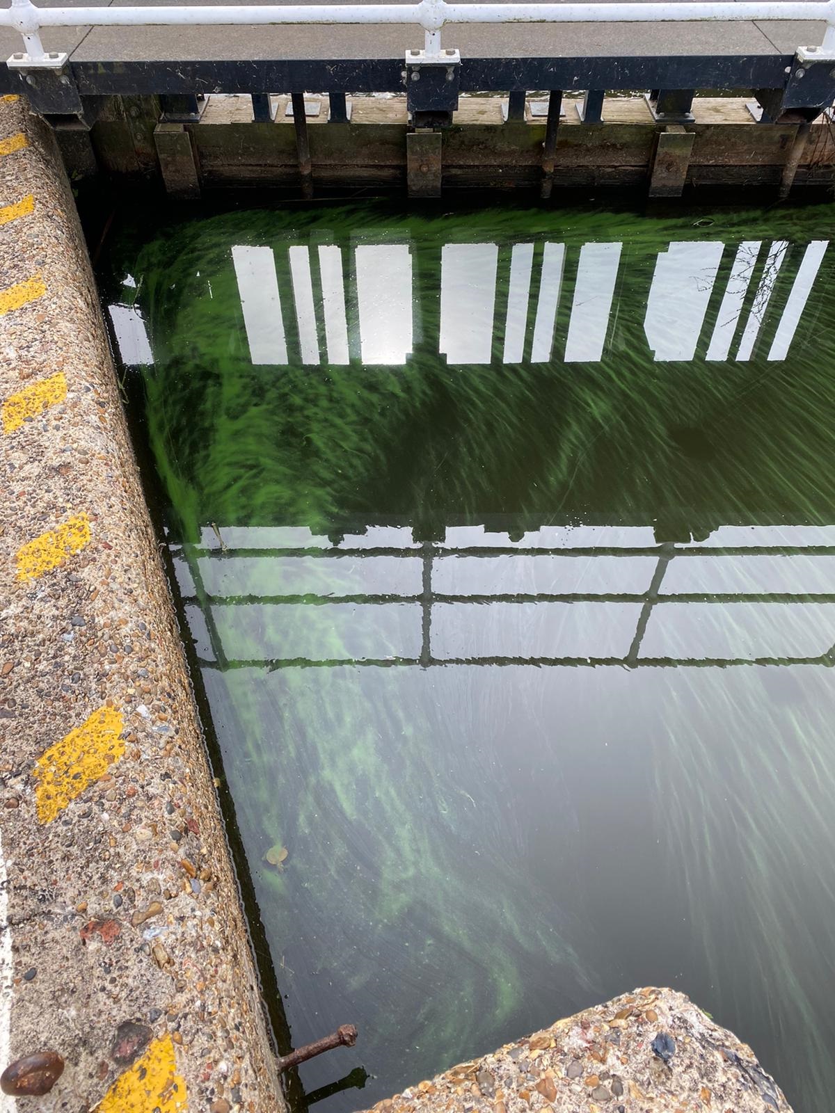 Bluegreenalgae